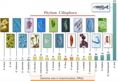 Comparative Genome Analysis Reveals Cis-Regulatory Elements on Gene-Sized Chromosomes of Ciliated Protists